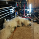 Illustration for article titled Doggo has been ruined :(